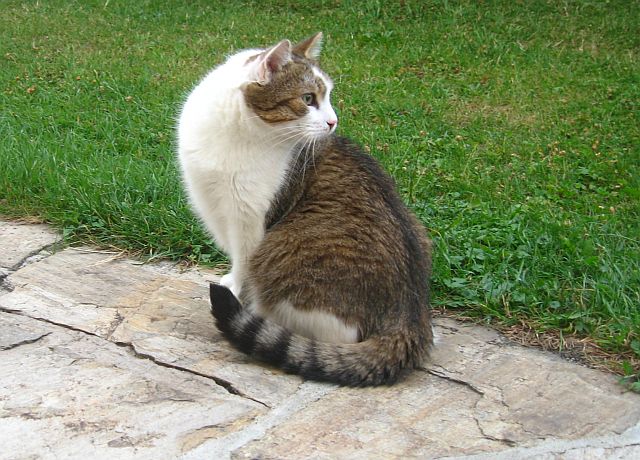 so viel Katzengras