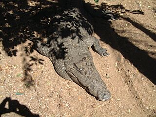 Aligator live